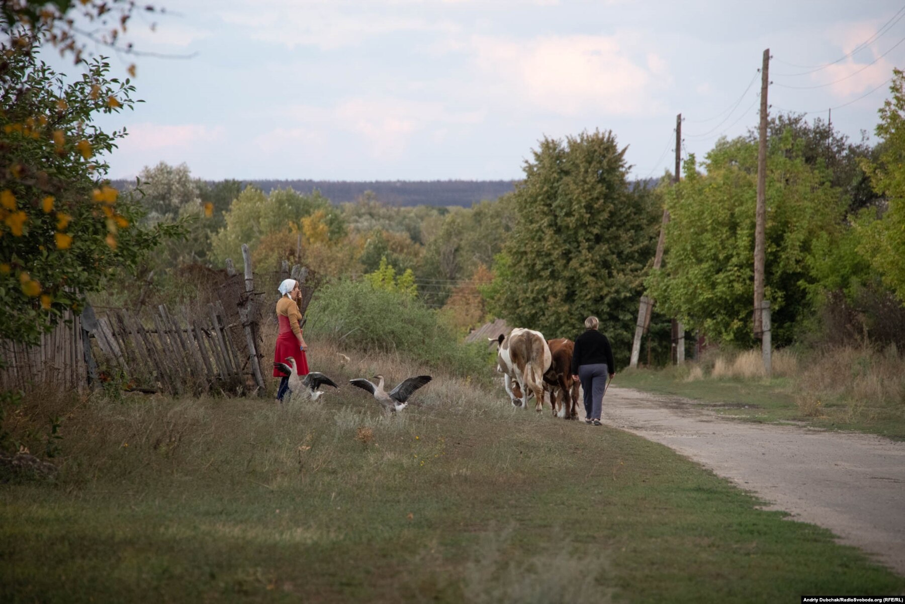 Donbas Frontliner / Жінка веде додому корів після повернення стада з пасовища, Кримське, вересень 2021 року