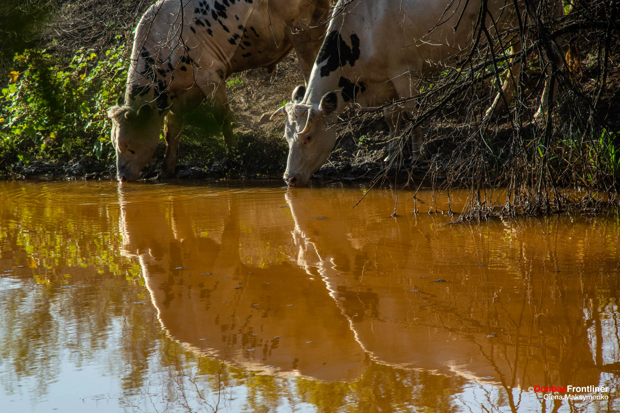 Donbas Frontliner / Корови п'ють отруйну помаранчеву воду, яка скидається з шахт у Золотому в річку Комишуваха