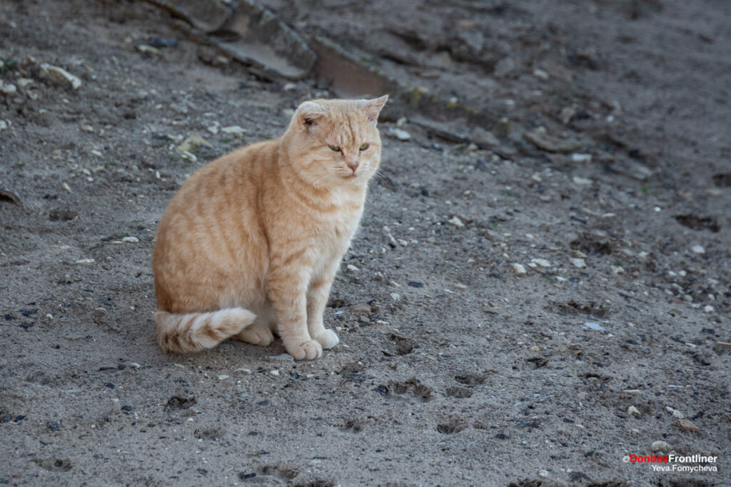 Donbas Frontliner / Рудий кіт сидить на подвір'ї мешканки Сизого