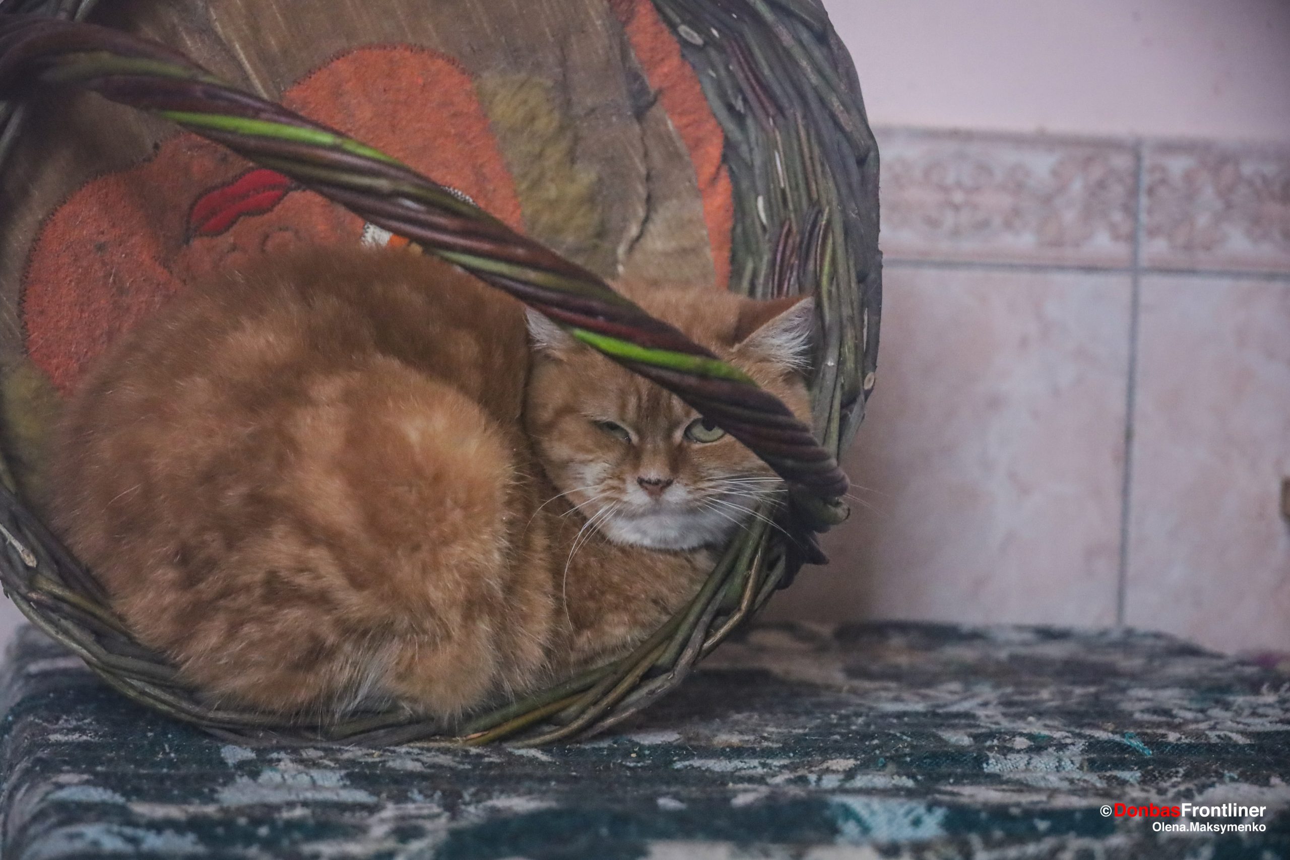 Frontliner / Коти полюбляють плетені кошики