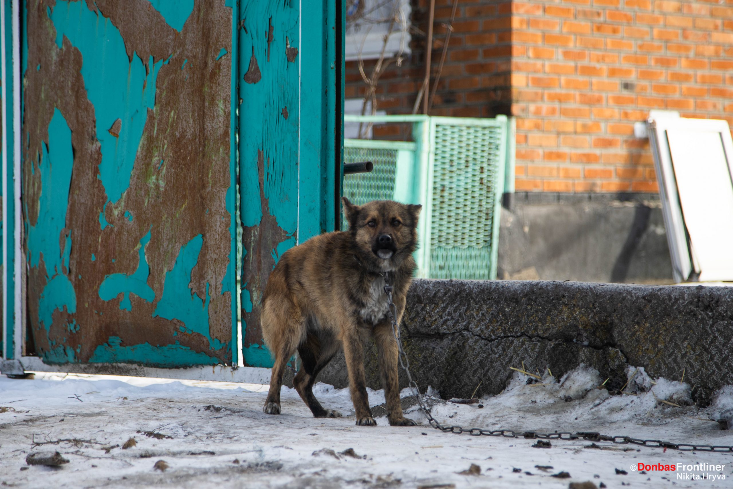 Donbas Frontliner / Один із собак, що мешкає на подвірʼї Тетяни