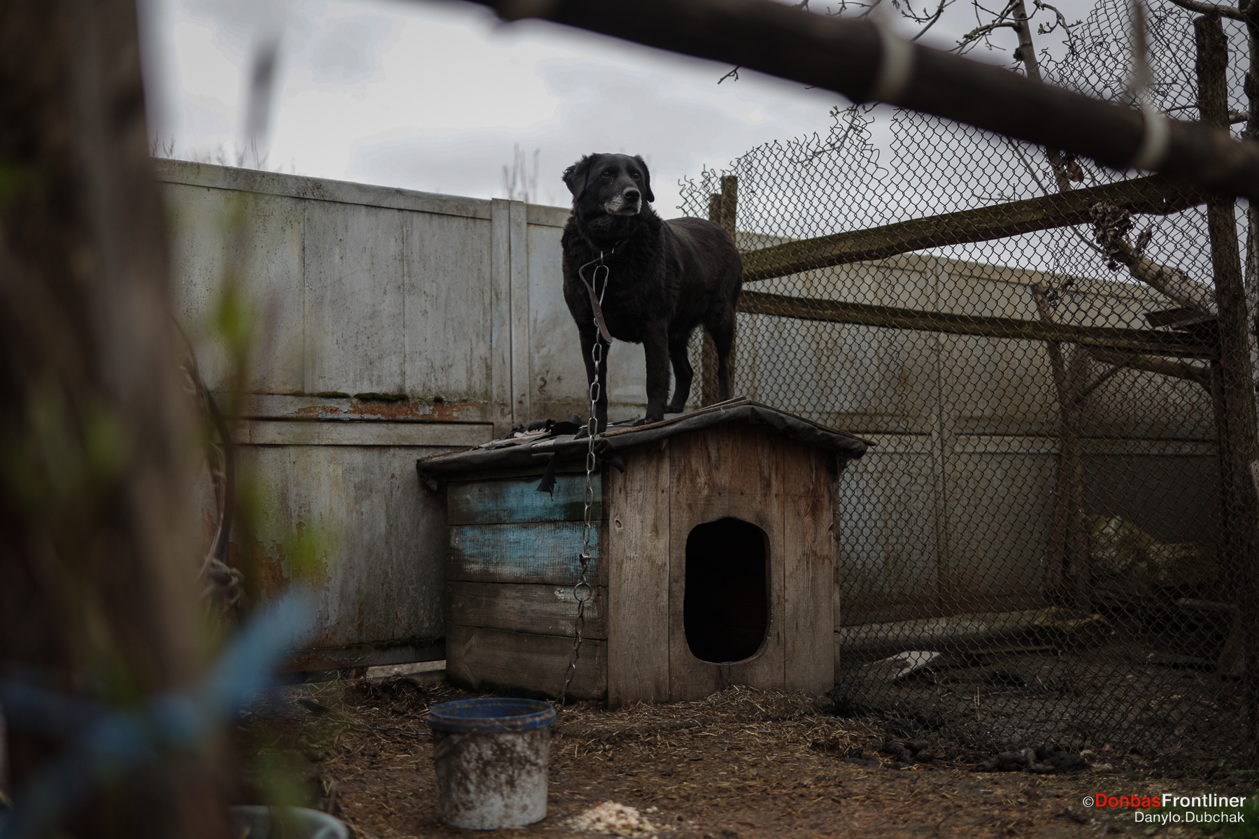 Donbas Frontliner / Господарський пес чатує на будці 