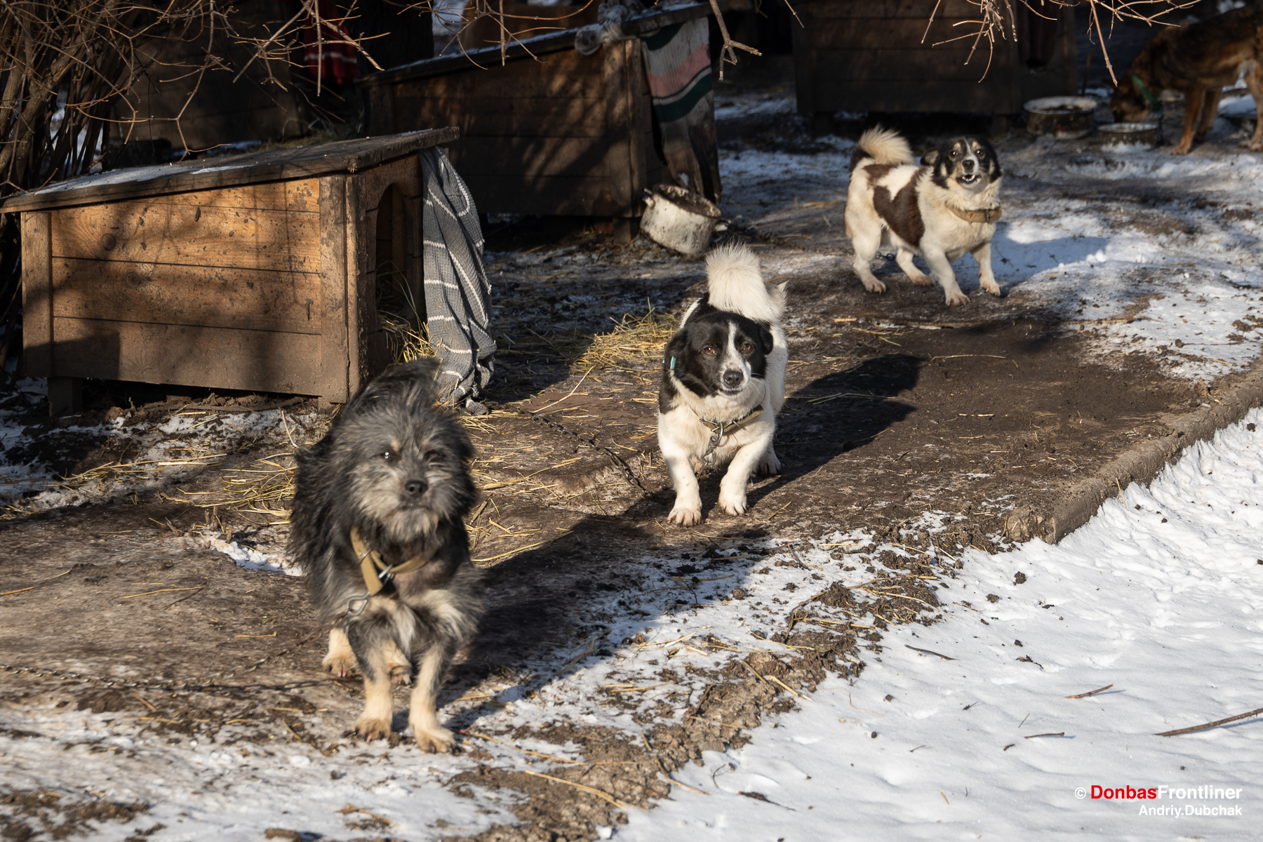 Притулок для покинутих собак у Руських Тишках