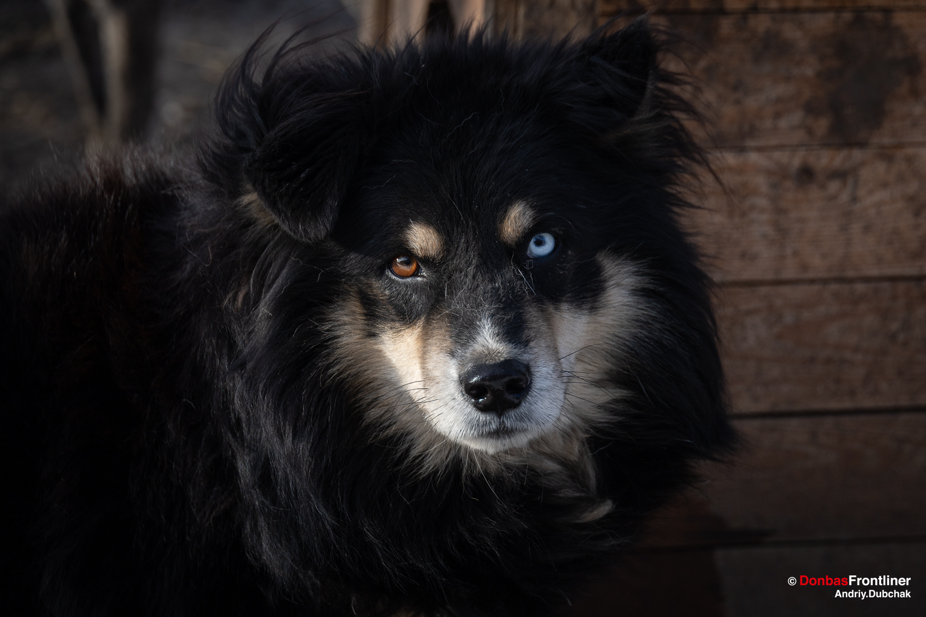 Лайка з різними очима у собачому притулку в селі Руські Тишки
