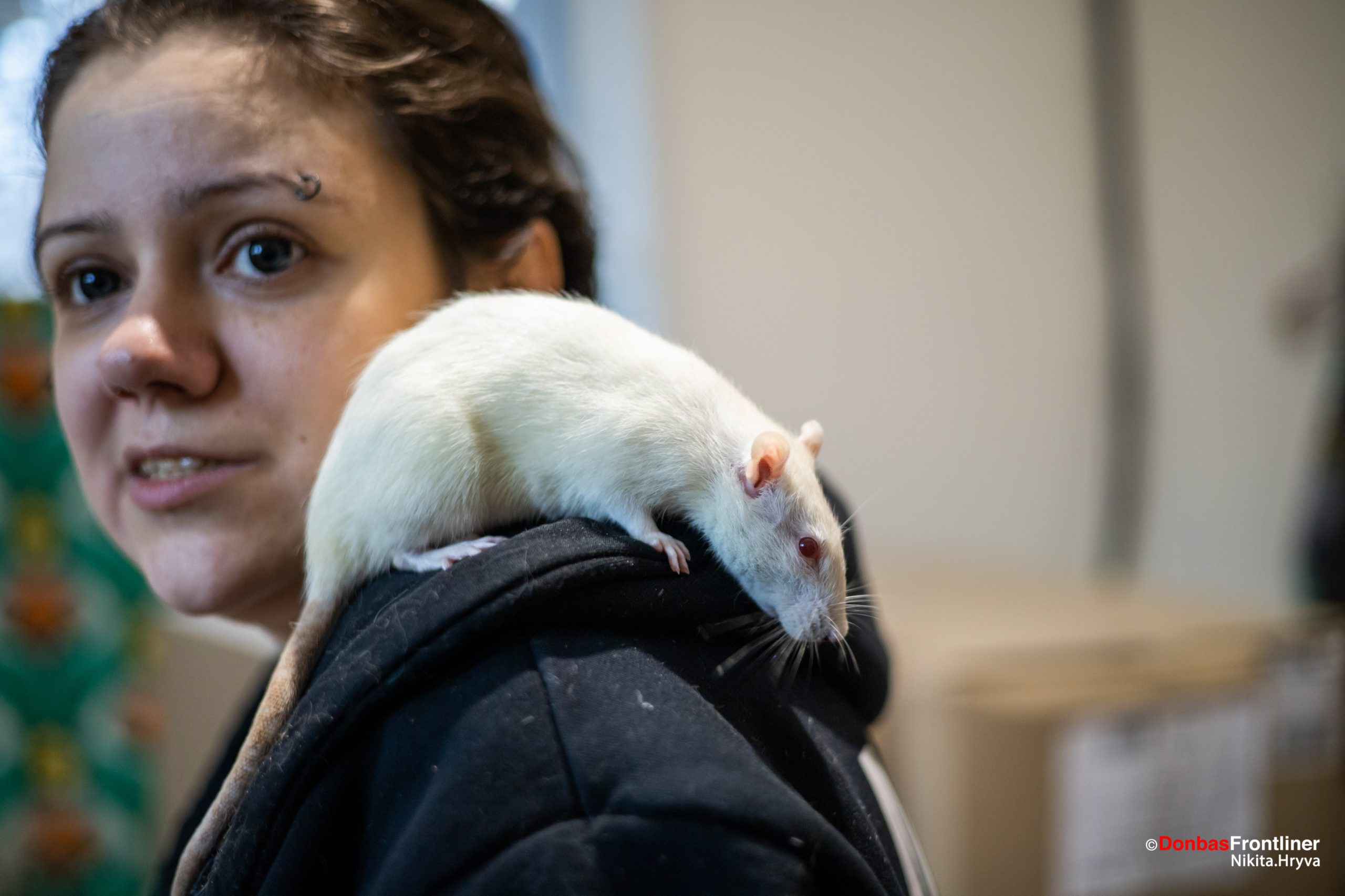 Пацюк, врятований з розбитого зоомагазину в Ірпені